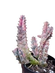 Huernia zebrina variegata usato  Spedito ovunque in Italia 