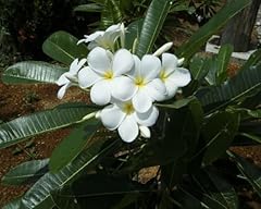 Graines fleurs frangipanier d'occasion  Livré partout en France