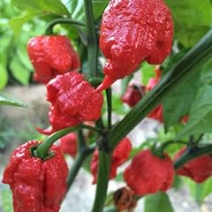 Carolina reaper red for sale  Delivered anywhere in UK