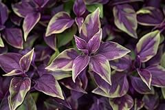 Tradescantia spiderwort cuttin for sale  Delivered anywhere in USA 