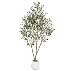 Vivatrees olive trees for sale  Delivered anywhere in USA 