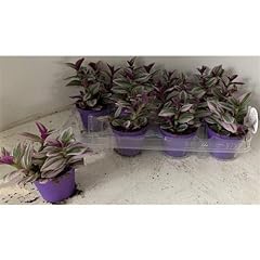 Tradescantia nanouk trailing for sale  Delivered anywhere in UK