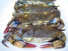 Soft shell blue for sale  Delivered anywhere in USA 