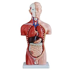 Anatomie modell torso gebraucht kaufen  Wird an jeden Ort in Deutschland