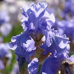 Fiesta blue bearded for sale  Delivered anywhere in USA 