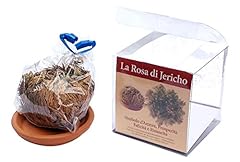 Rosa jericho confezionata usato  Spedito ovunque in Italia 