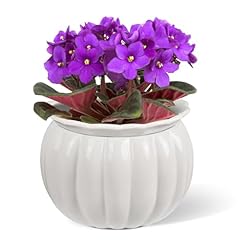 Litudiso african violet for sale  Delivered anywhere in USA 