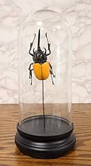 Ebros exotic entomology for sale  Delivered anywhere in UK