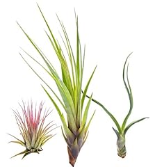 Tillandsia air plant for sale  Delivered anywhere in Ireland