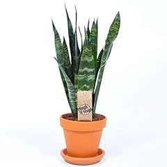 Sansevieria black coral for sale  Delivered anywhere in UK