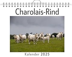 Charolais rind for sale  Delivered anywhere in UK
