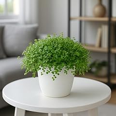 Baby tears plant for sale  Delivered anywhere in USA 
