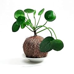 Qauzuy garden pilea for sale  Delivered anywhere in USA 