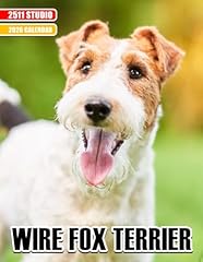 Wire fox terrier for sale  Delivered anywhere in UK