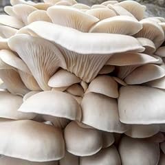 Pearl oyster mushroom for sale  Delivered anywhere in USA 