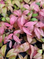 Sandys nursery online for sale  Delivered anywhere in USA 