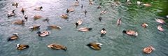 Posterazzi flock ducks for sale  Delivered anywhere in USA 
