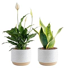 Costa farms live for sale  Delivered anywhere in USA 