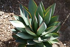 Agave blue glow for sale  Delivered anywhere in USA 