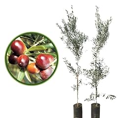 Vivaio garden forest usato  Spedito ovunque in Italia 