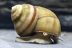Teich sumpfdeckelschnecke toxe gebraucht kaufen  Wird an jeden Ort in Deutschland