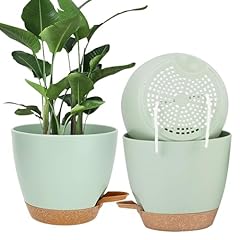 Accmuzzy 20cm plant for sale  Delivered anywhere in UK