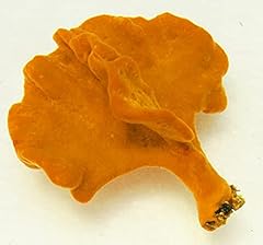 Live orange sponge for sale  Delivered anywhere in USA 