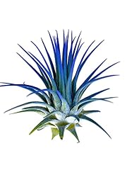 Ionantha guatemala tillandsia for sale  Delivered anywhere in USA 