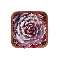 Rare succulent echeveria for sale  Delivered anywhere in USA 