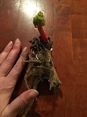 Generic victoria rhubarb for sale  Delivered anywhere in USA 