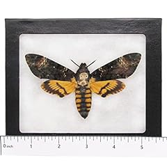 Bicbugs acherontia atropos for sale  Delivered anywhere in USA 