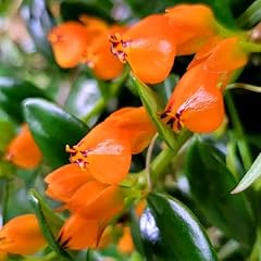 Goldfish plant live for sale  Delivered anywhere in USA 