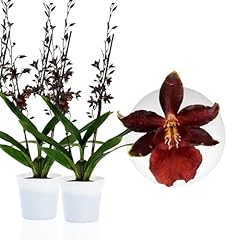 Echte densdrobium black gebraucht kaufen  Wird an jeden Ort in Deutschland