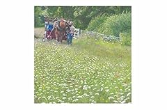 Summer meadow greetings for sale  Delivered anywhere in UK