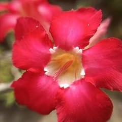 Adenium obesum red for sale  Delivered anywhere in UK