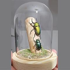 Guoyoocc unique taxidermy for sale  Delivered anywhere in UK