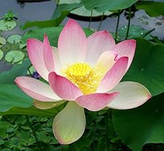 Seeds sacred lotus for sale  Delivered anywhere in UK