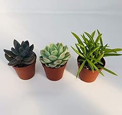 Mixed succulent plants for sale  Delivered anywhere in UK