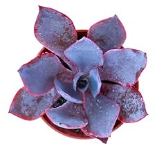 Sprout green echeveria for sale  Delivered anywhere in USA 