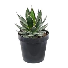 Agave agave horrida usato  Spedito ovunque in Italia 
