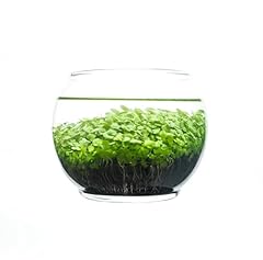 Kraftstories water terrarium for sale  Delivered anywhere in USA 