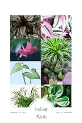 Indoor plants pack for sale  Delivered anywhere in USA 