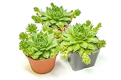 Sempervivum succulents plants for sale  Delivered anywhere in USA 