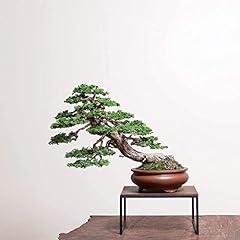 Hinoki cypress bonsai for sale  Delivered anywhere in USA 