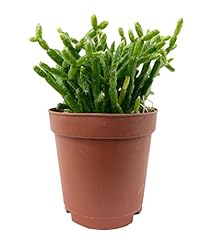Coral cactus live for sale  Delivered anywhere in USA 