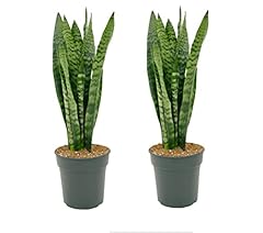 Sansevieria trifasciata zeylan for sale  Delivered anywhere in Ireland