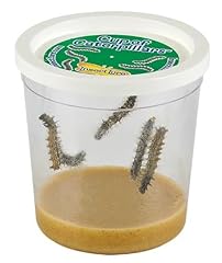 Insect lore cup for sale  Delivered anywhere in USA 