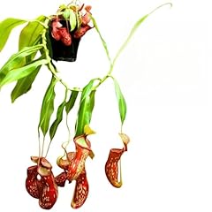 Carnivero tropical pitcher for sale  Delivered anywhere in USA 