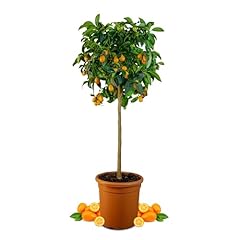 Rangerie kumquat grande gebraucht kaufen  Wird an jeden Ort in Deutschland