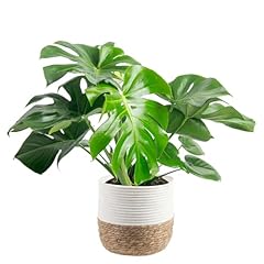 Costa farms monstera for sale  Delivered anywhere in USA 